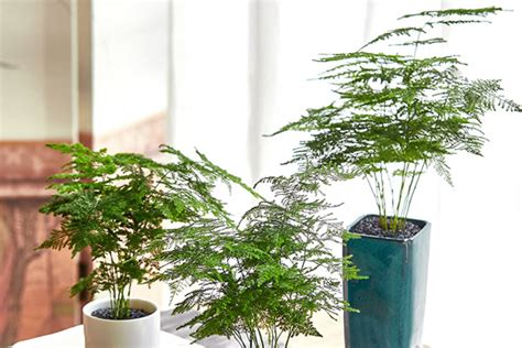 文昌植物|文昌位適合放什麼植物